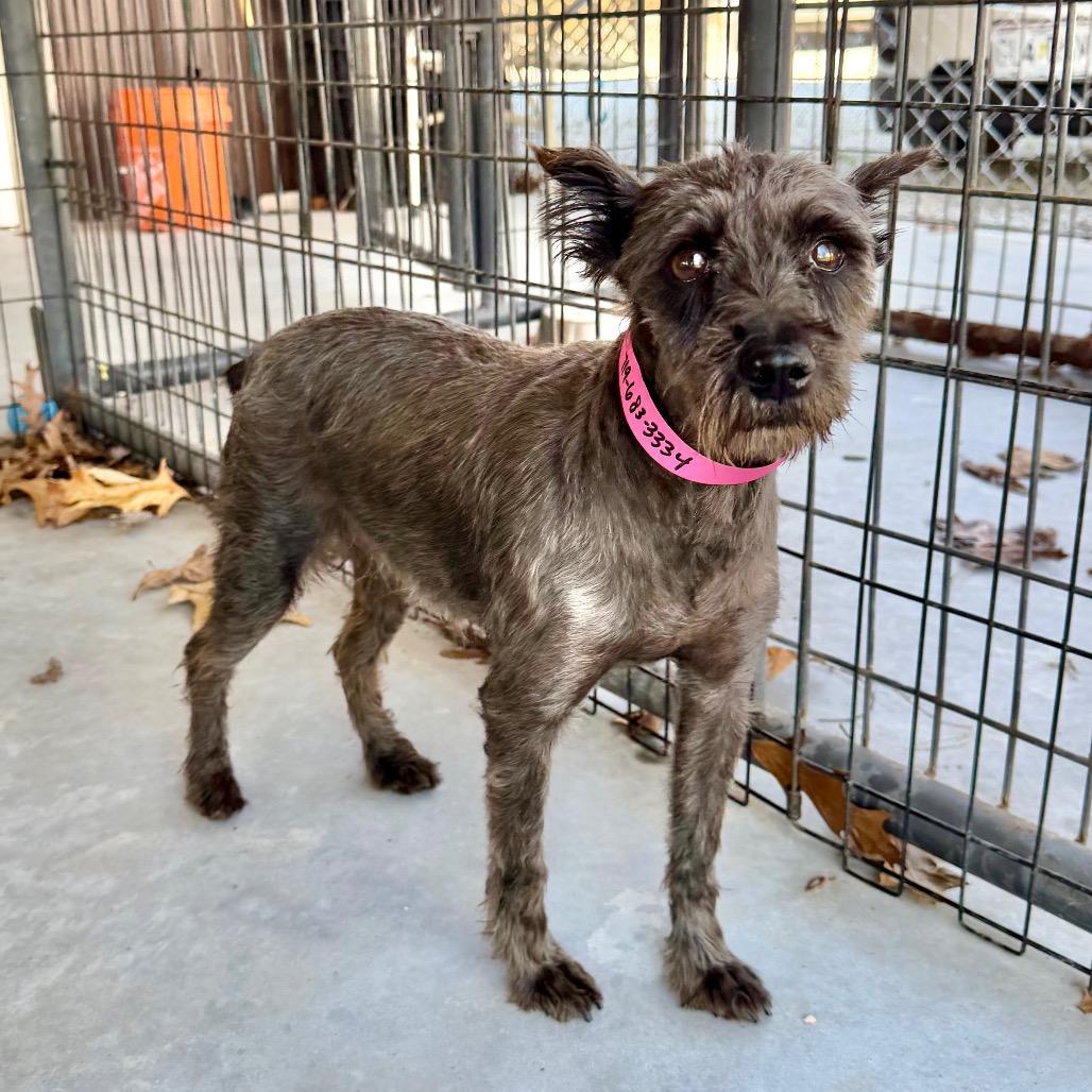 Enlarge Brandy - Missouri MR26-308, a Adoptable Schnauzer in Peyton, CO image 1/6