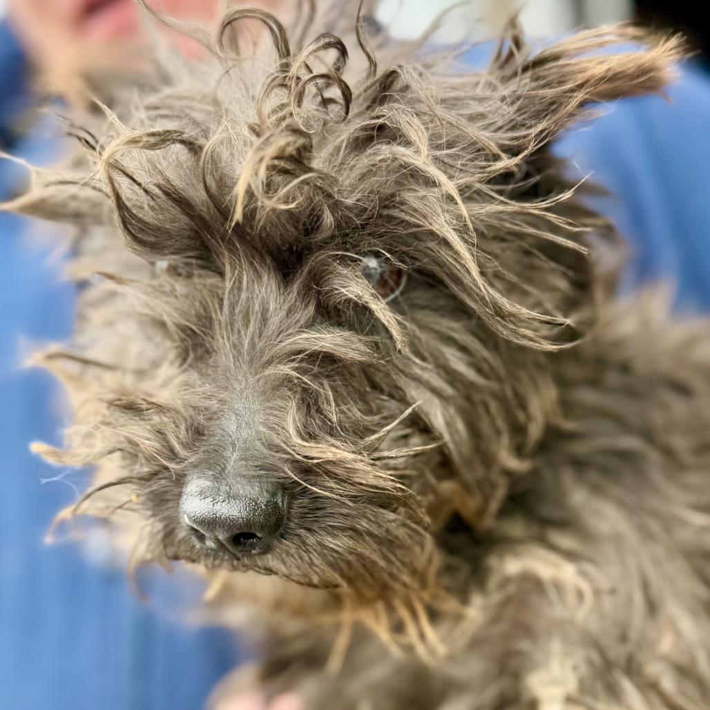 Enlarge Brandy - Missouri MR26-308, a Adoptable Schnauzer in Peyton, CO image 3/6