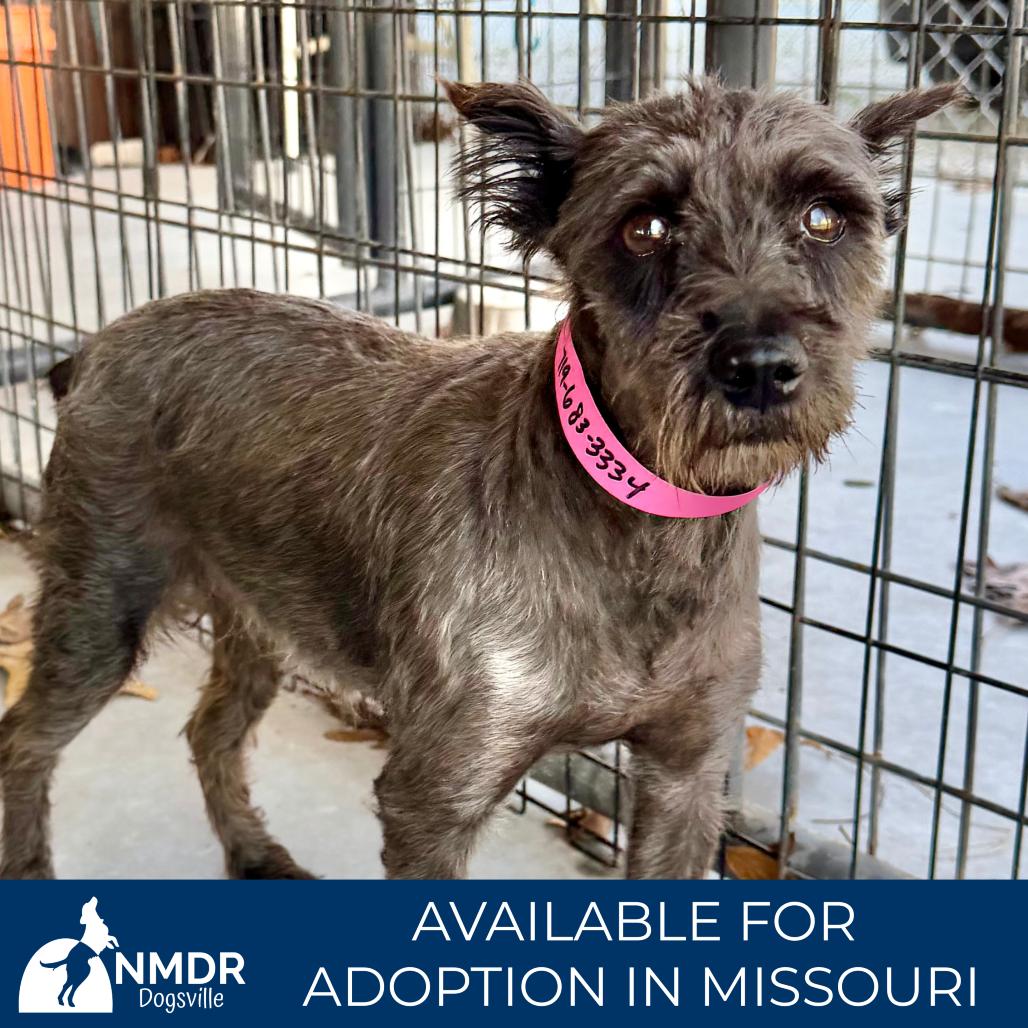 Enlarge Brandy - Missouri MR26-308, a Adoptable Schnauzer in Peyton, CO image 5/6