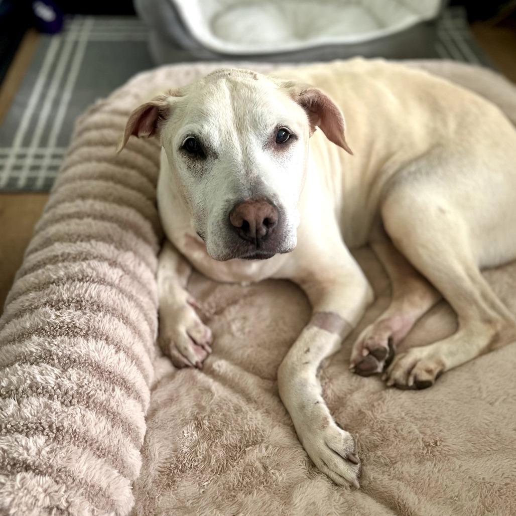 Ivy, Adoptable, Senior Female Yellow Labrador Retriever & Mixed Breed.