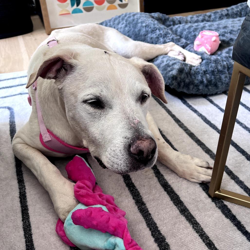 Ivy, a Adoptable mixed breed in Durham, NC image 3/6