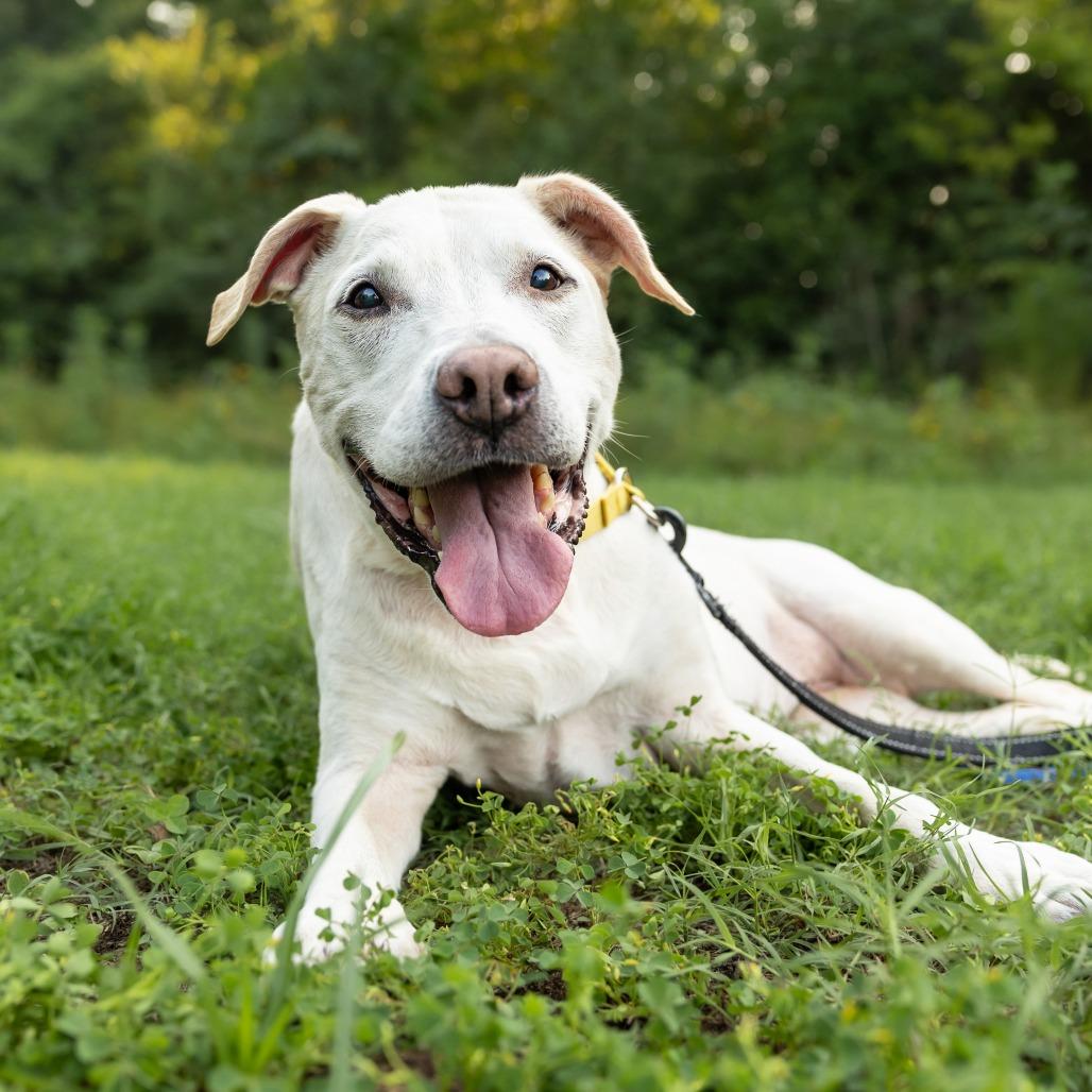 Ivy, a Adoptable mixed breed in Durham, NC image 4/6