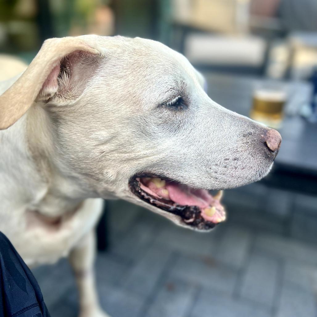Ivy, a Adoptable mixed breed in Durham, NC image 4/6
