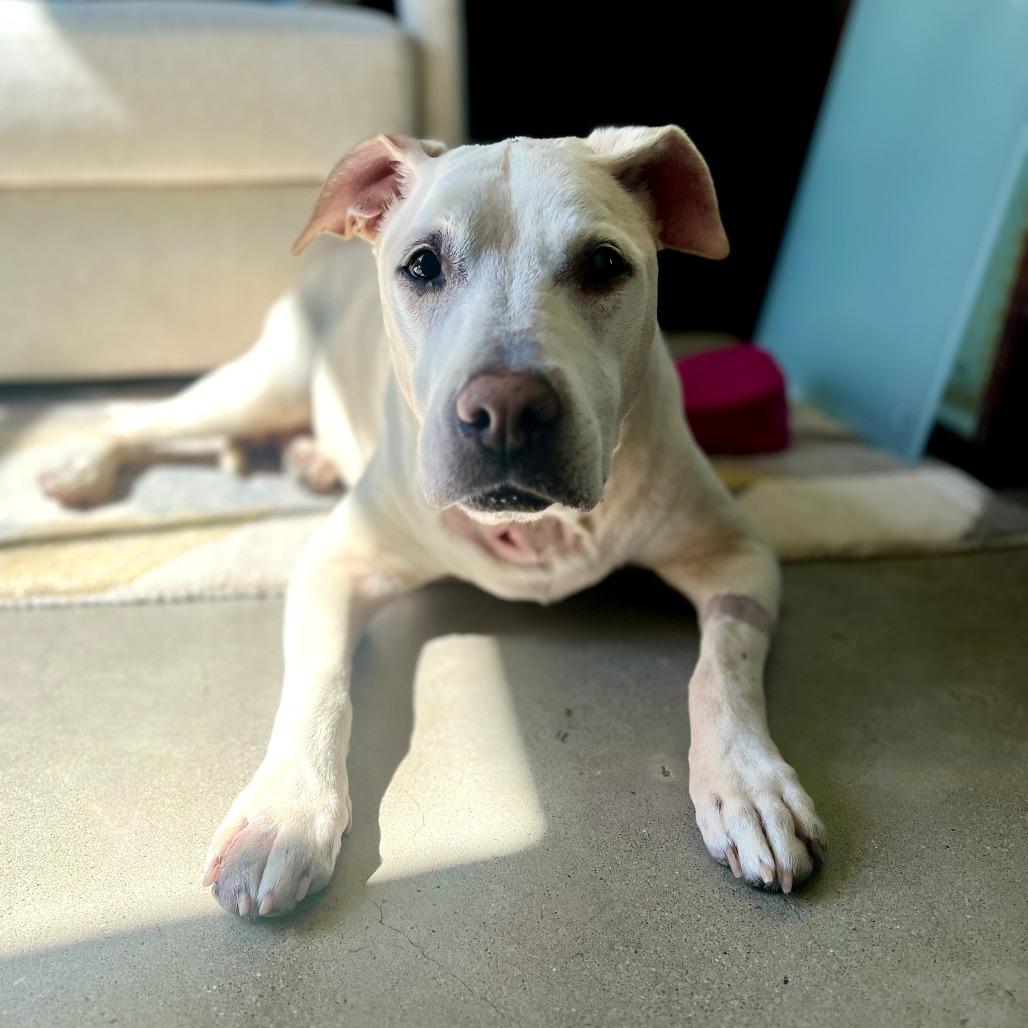 Ivy, a Adoptable mixed breed in Durham, NC image 5/6