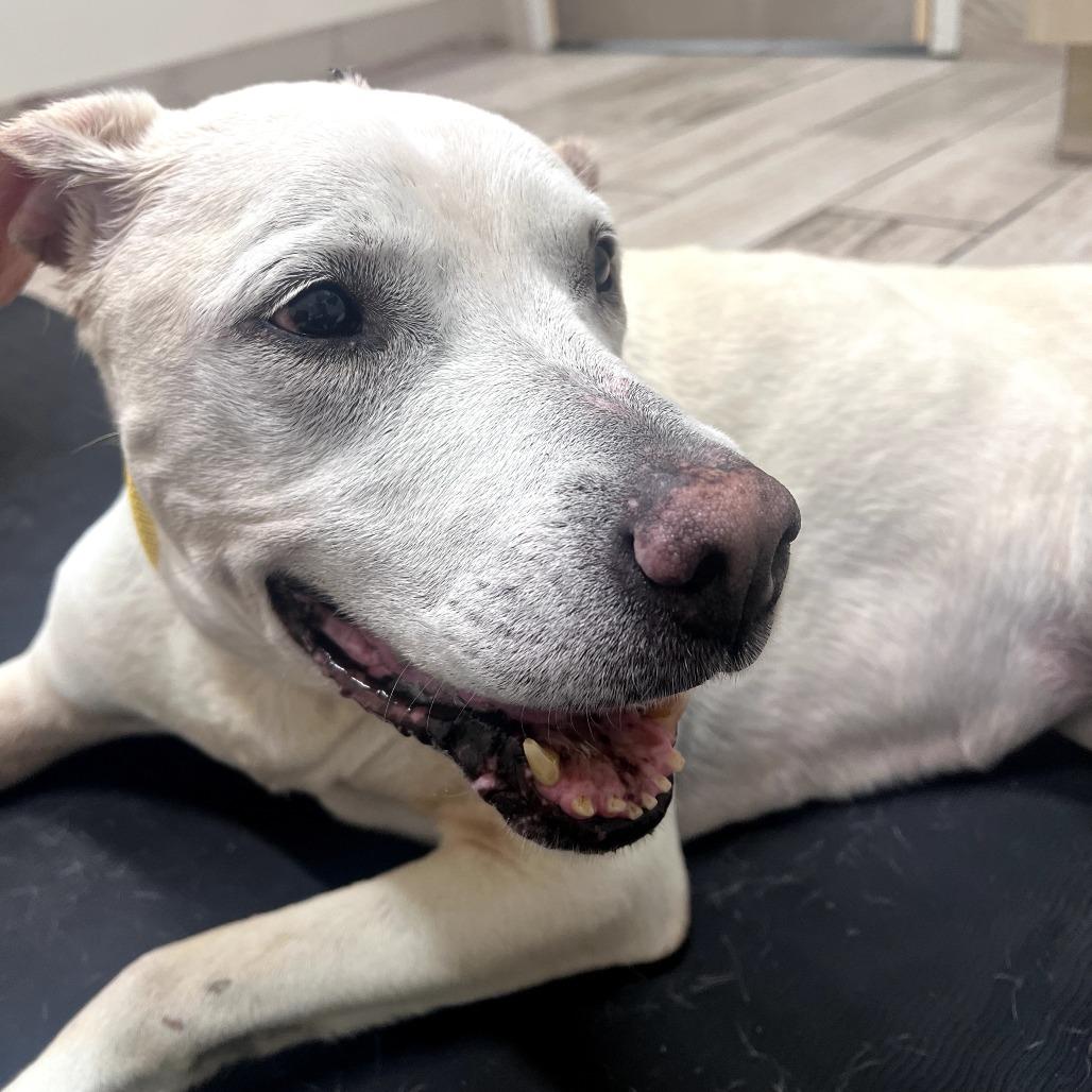 Ivy, a Adoptable mixed breed in Durham, NC image 6/6