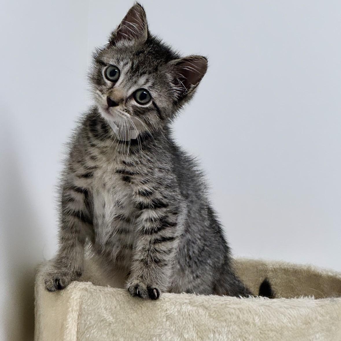 Rocky, ADOPTABLE, Young Male Domestic Short Hair.