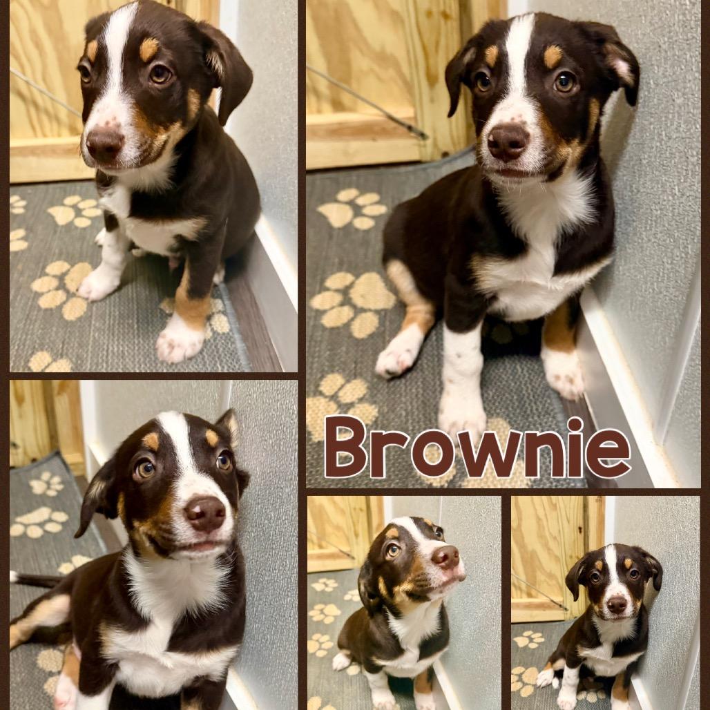 Brownie, Adoptable, Puppy Female English Pointer & English Bulldog.