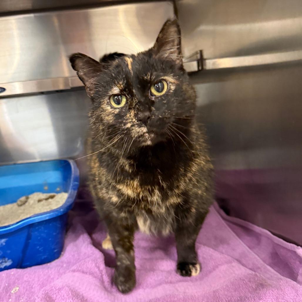 Enlarge Haddies C26-016, a Adoptable Domestic Short Hair in Elbow Lake, MN image 1/1