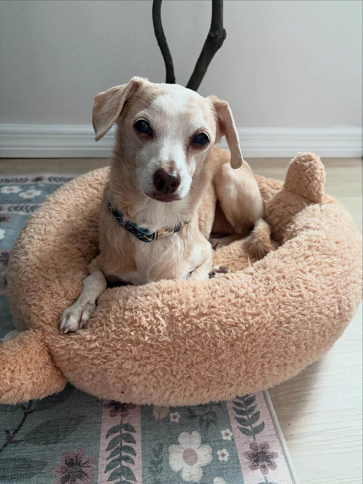 Buddy, a ADOPTABLE mixed breed in Gulfport, FL image 1/4