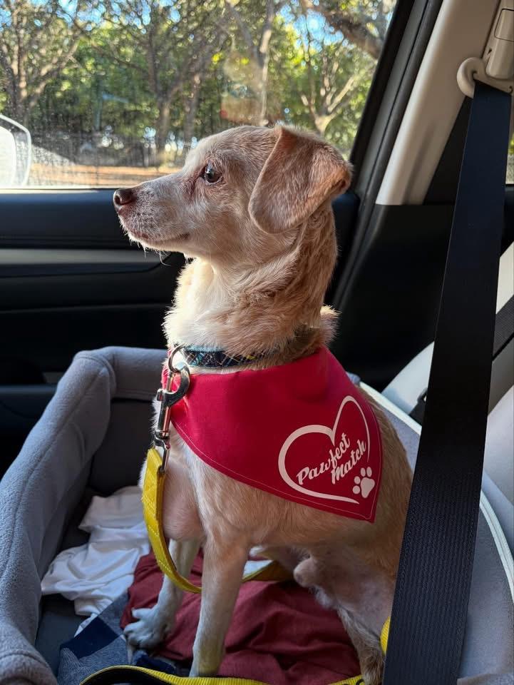 Buddy, a ADOPTABLE mixed breed in Gulfport, FL image 3/4