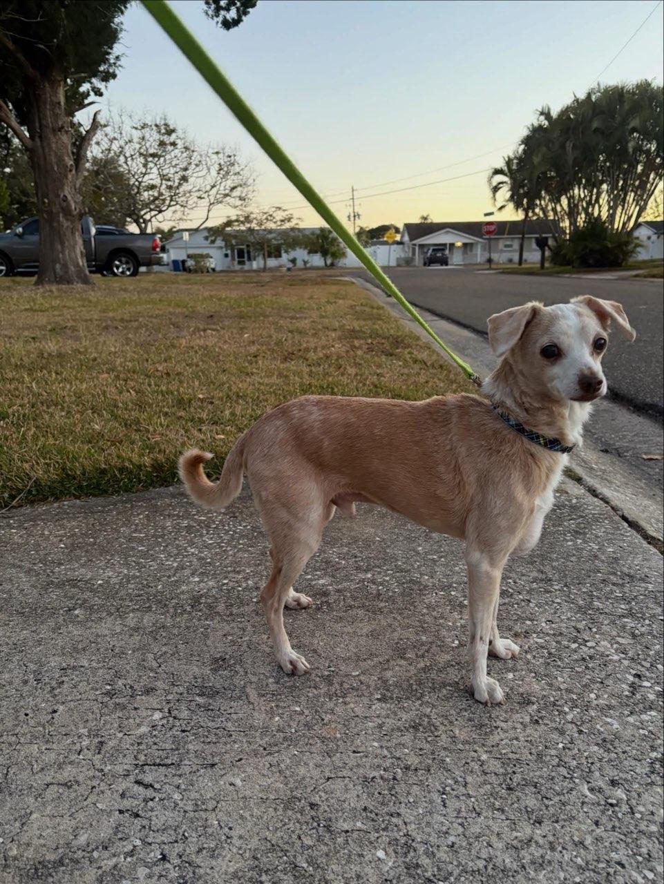 Buddy, a ADOPTABLE mixed breed in Gulfport, FL image 2/4