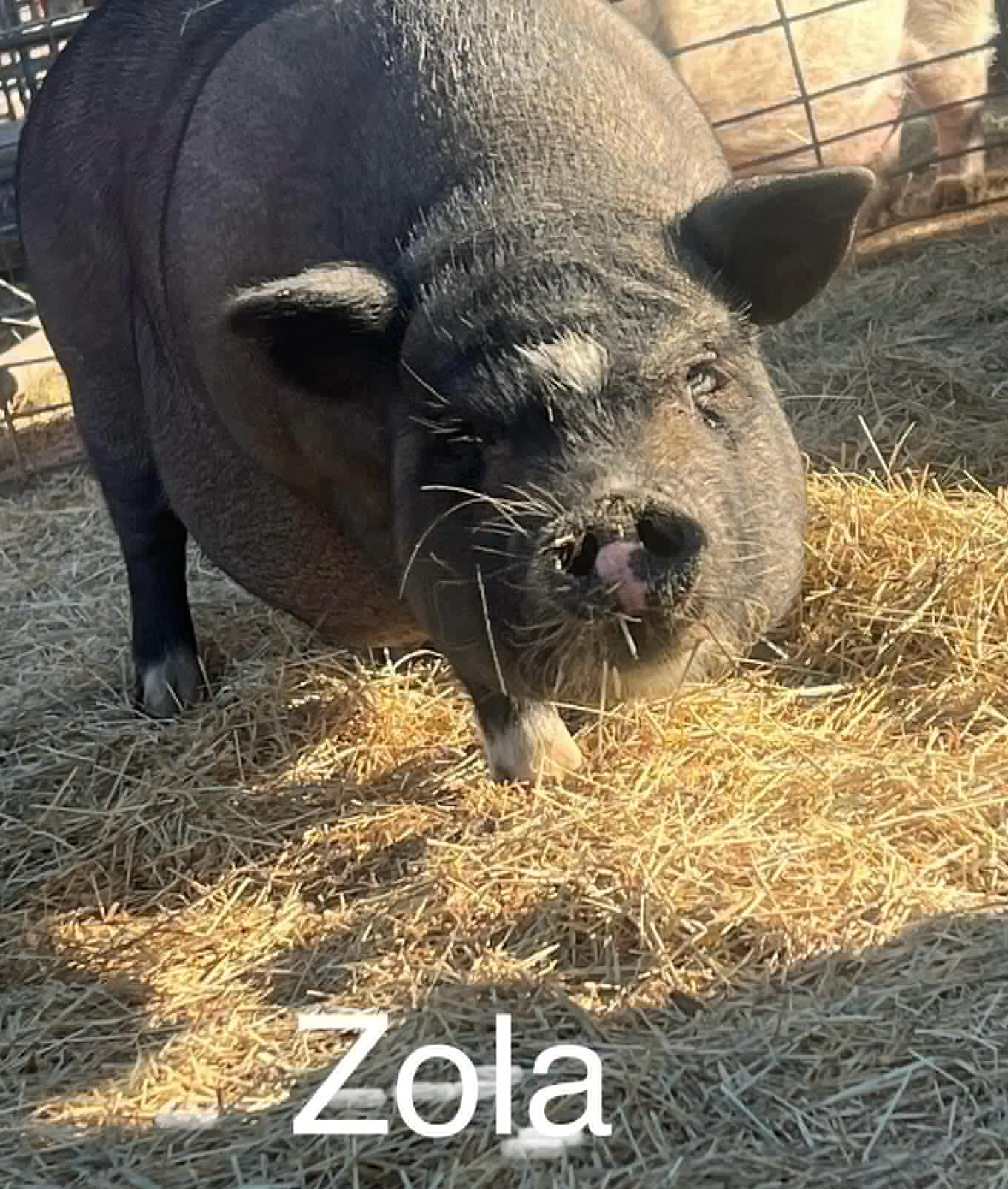 Enlarge Zola, a Adoptable Vietnamese Pot Bellied in Ramona, CA image 1/1