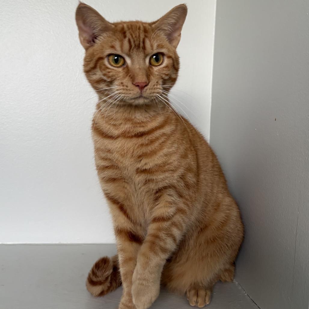 Monty, Adoptable, Adult Male Domestic Short Hair.