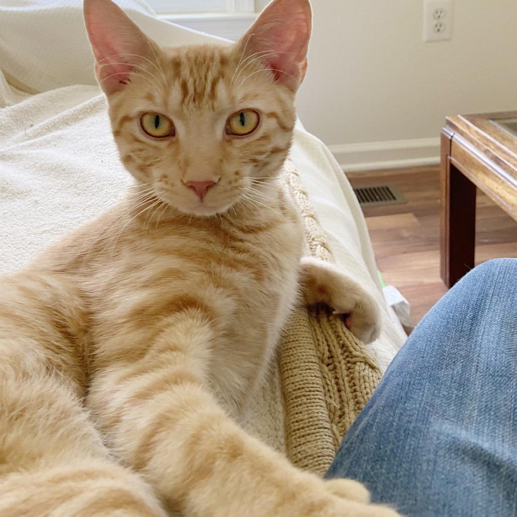 Enlarge Monty, a Adoptable Domestic Short Hair in Potomac, MD image 3/6