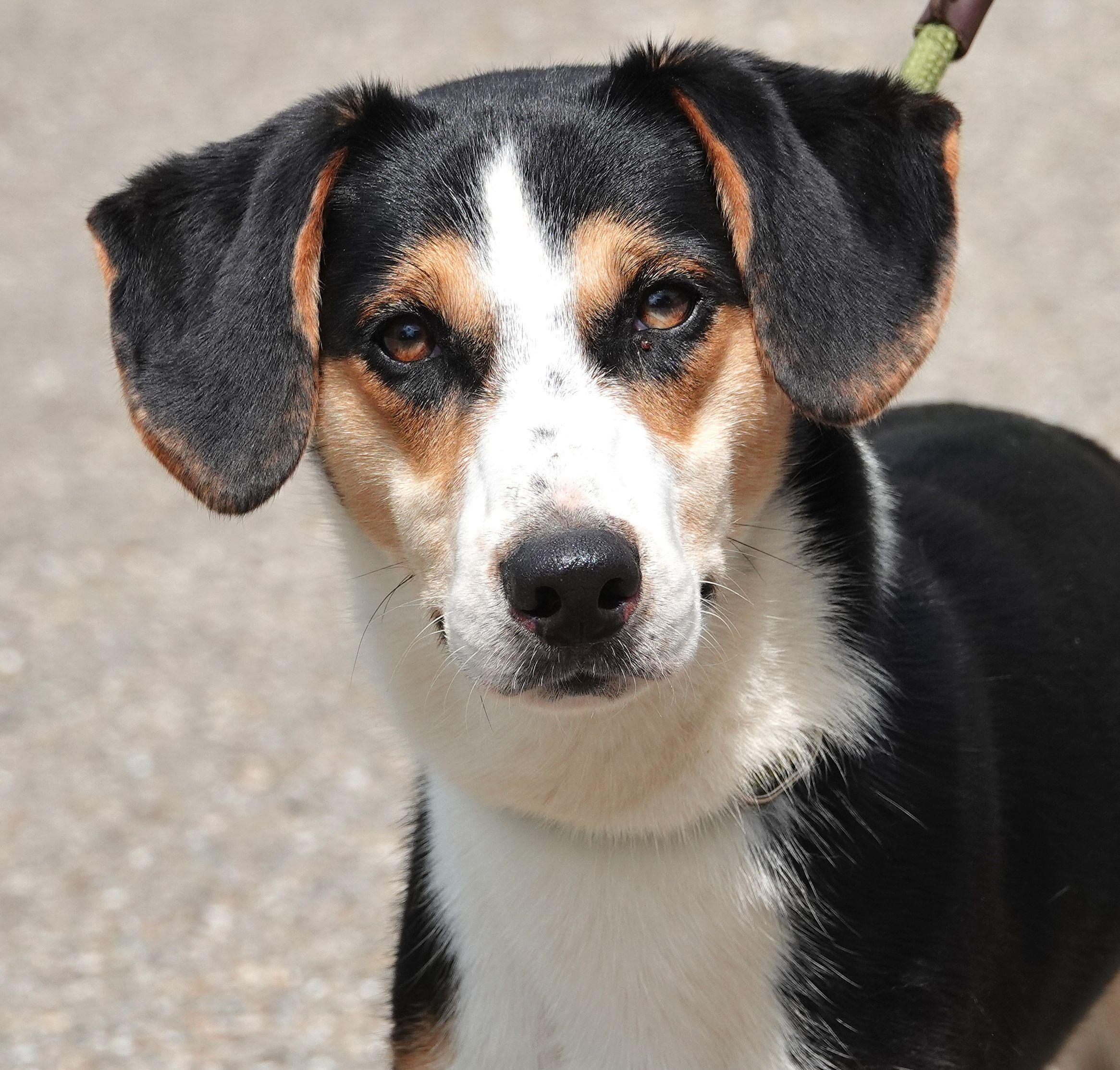 Fisher, ADOPTABLE, Young Male Mixed Breed.