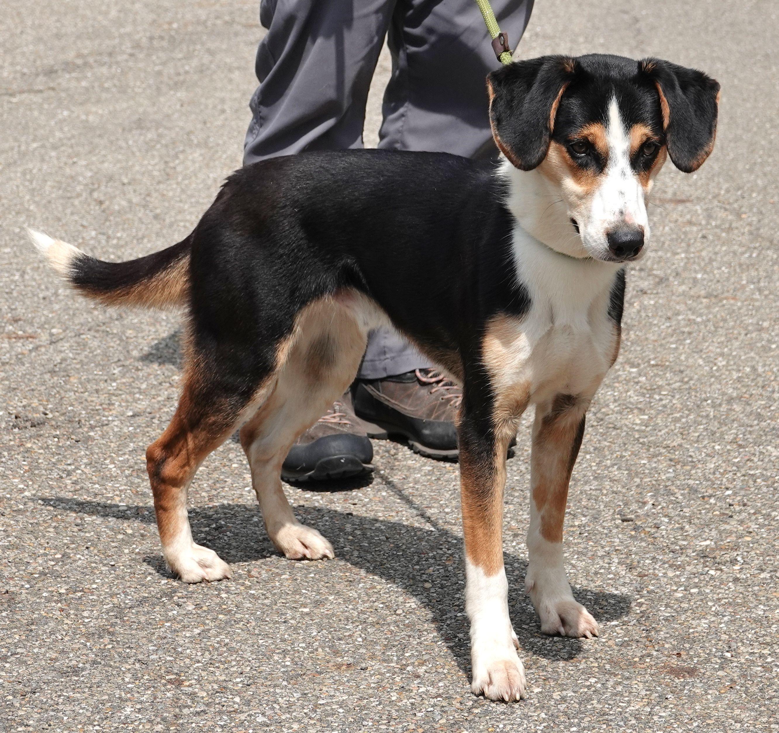 Fisher, a ADOPTABLE Mixed Breed in Millfield, OH image 3/3
