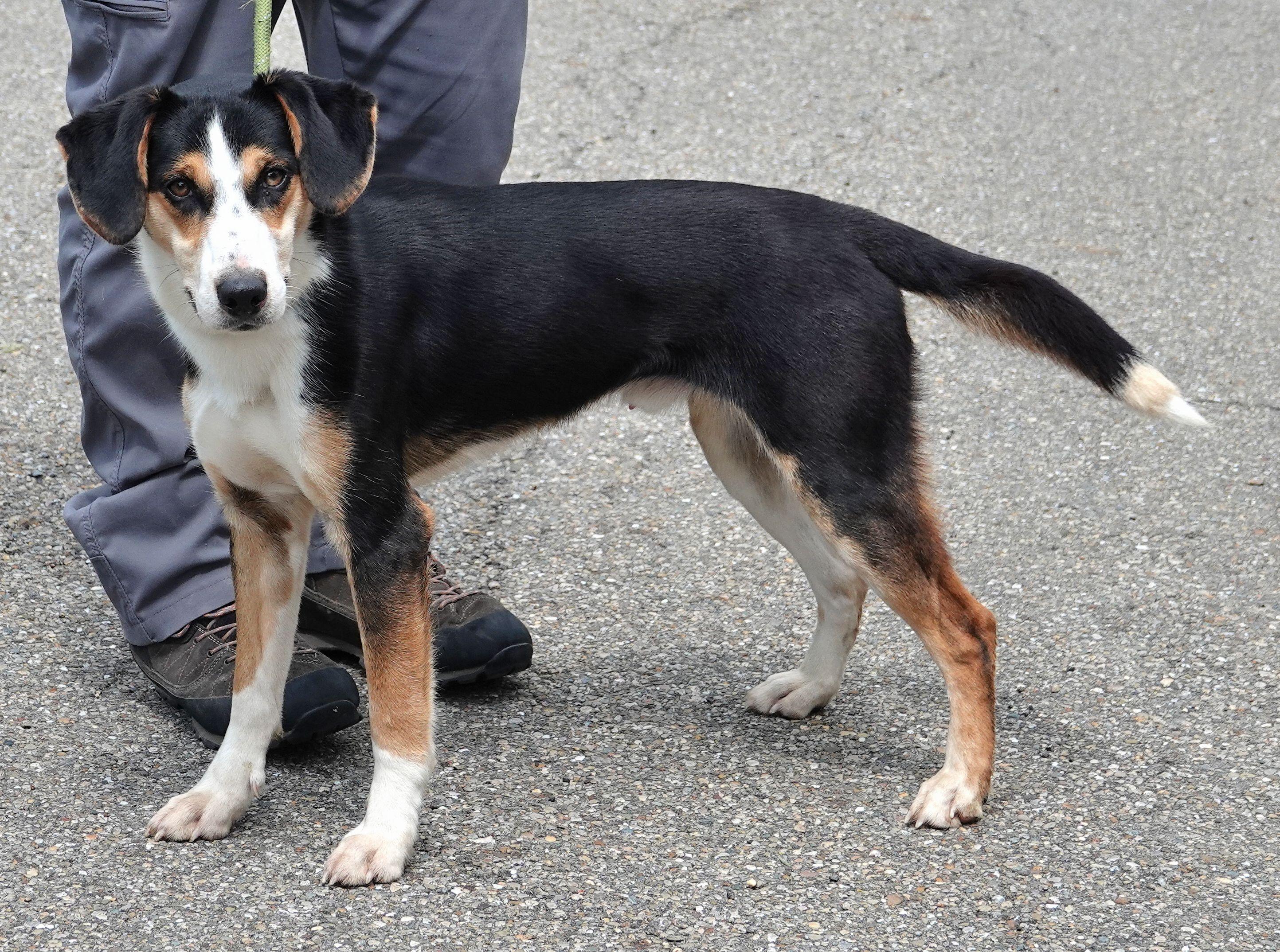 Fisher, a ADOPTABLE Mixed Breed in Millfield, OH image 2/3