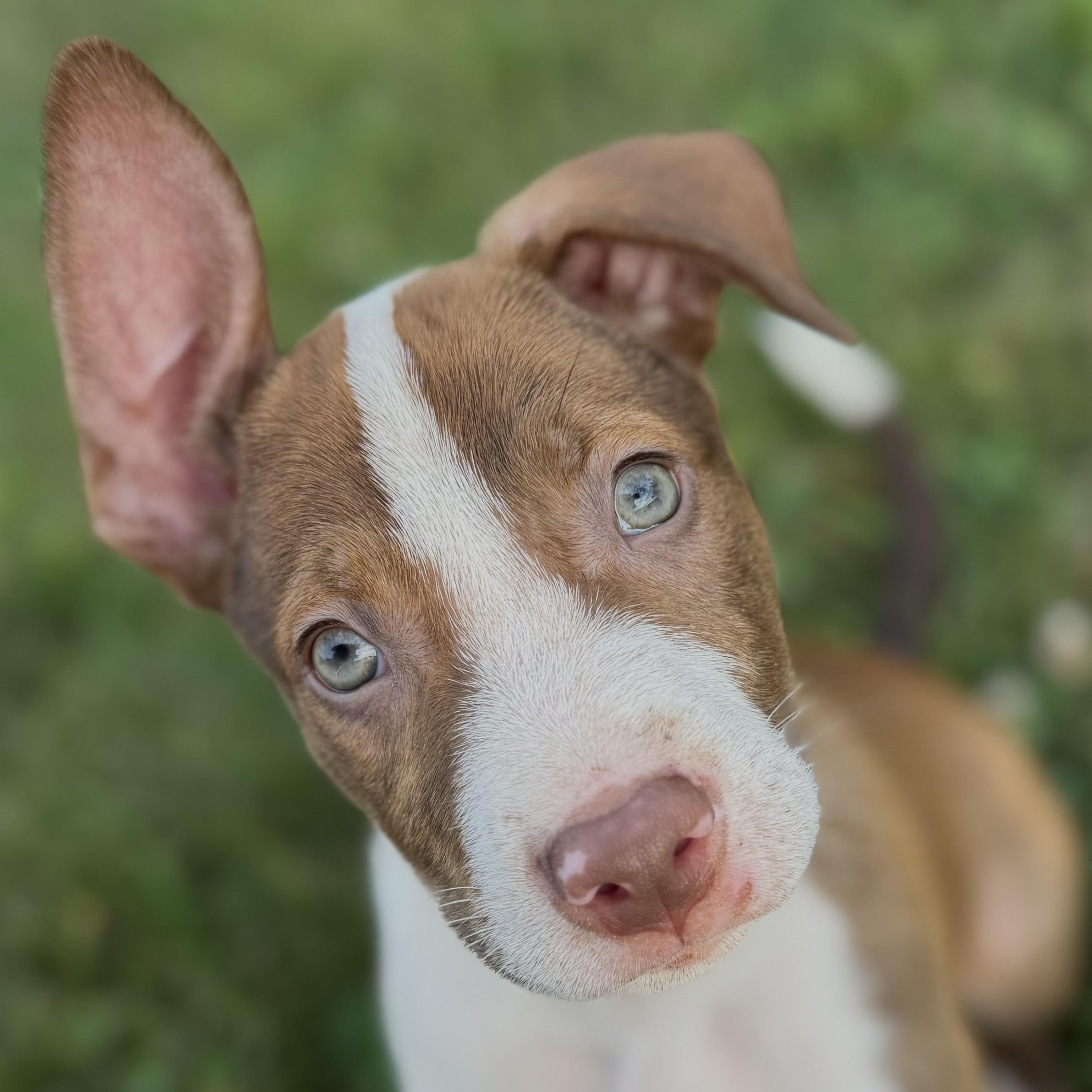 Puppies - 6, a ADOPTABLE mixed breed in Farmville, VA image 6/6