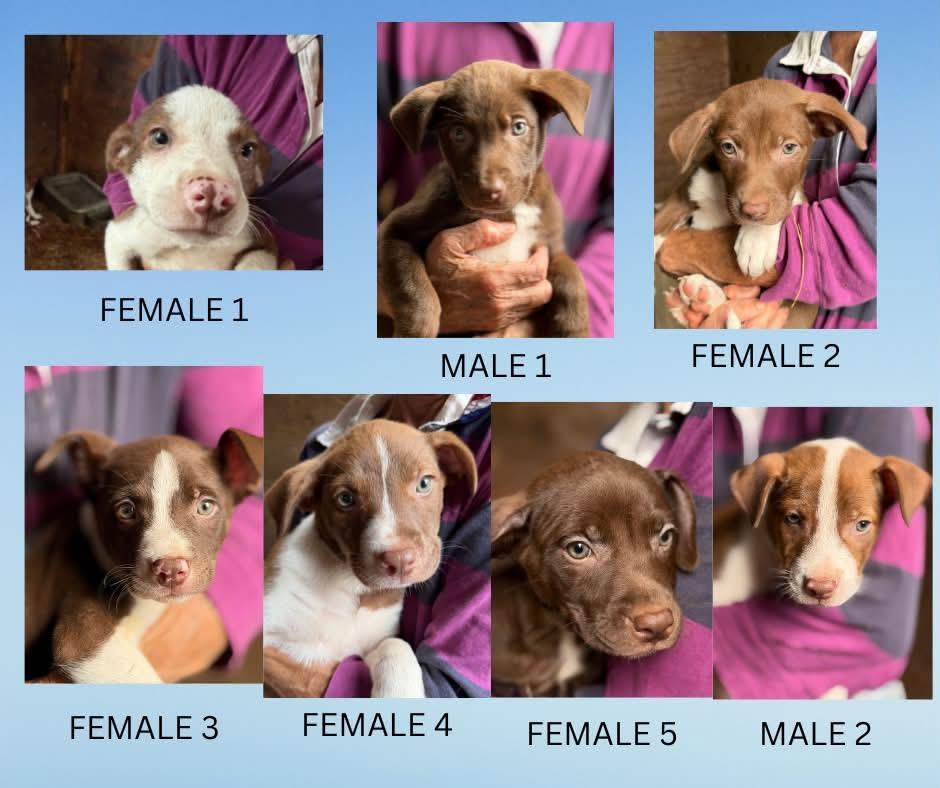 Puppies - 6, a ADOPTABLE mixed breed in Farmville, VA image 1/6