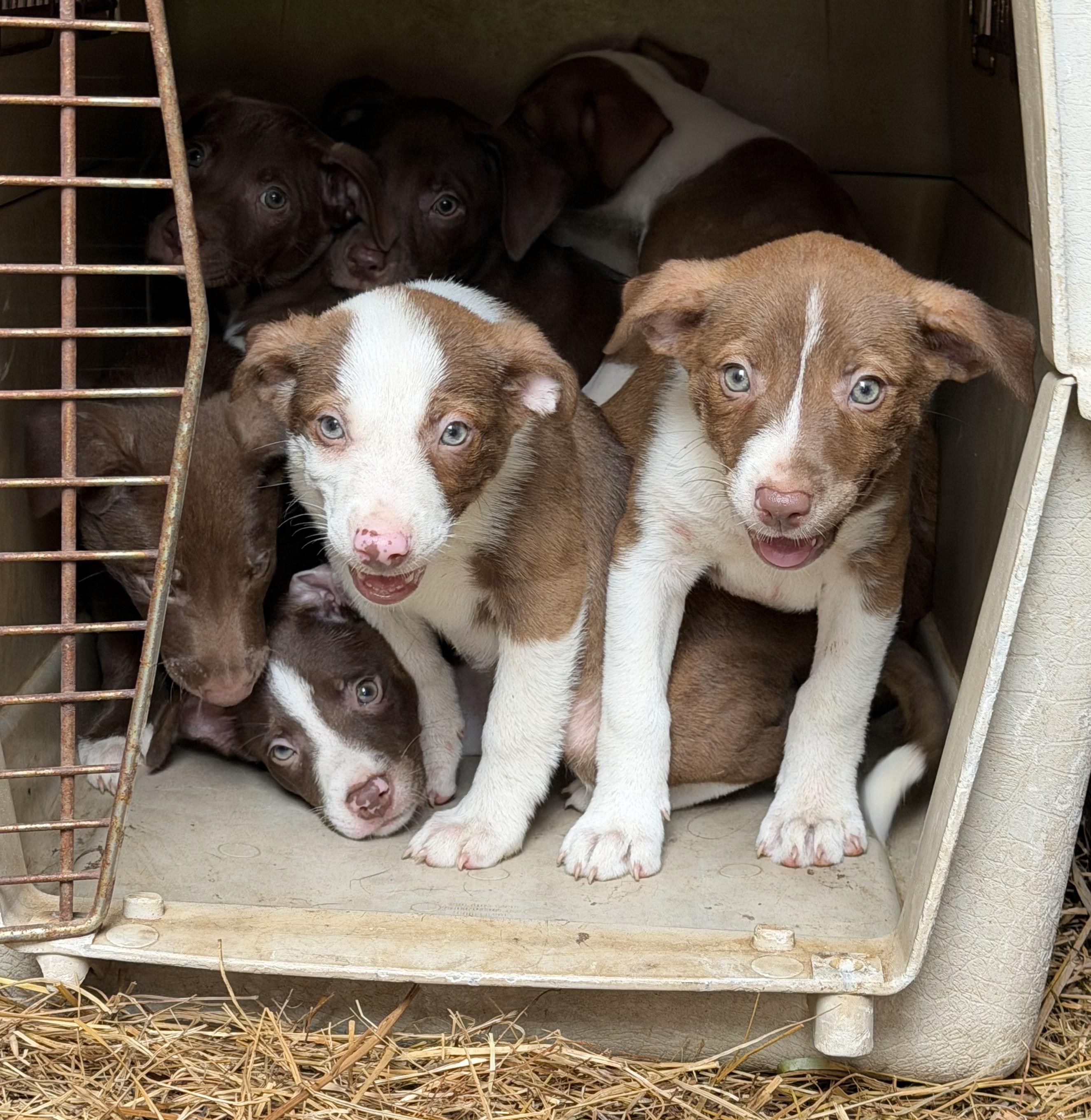 Puppies - 6, a ADOPTABLE mixed breed in Farmville, VA image 2/6