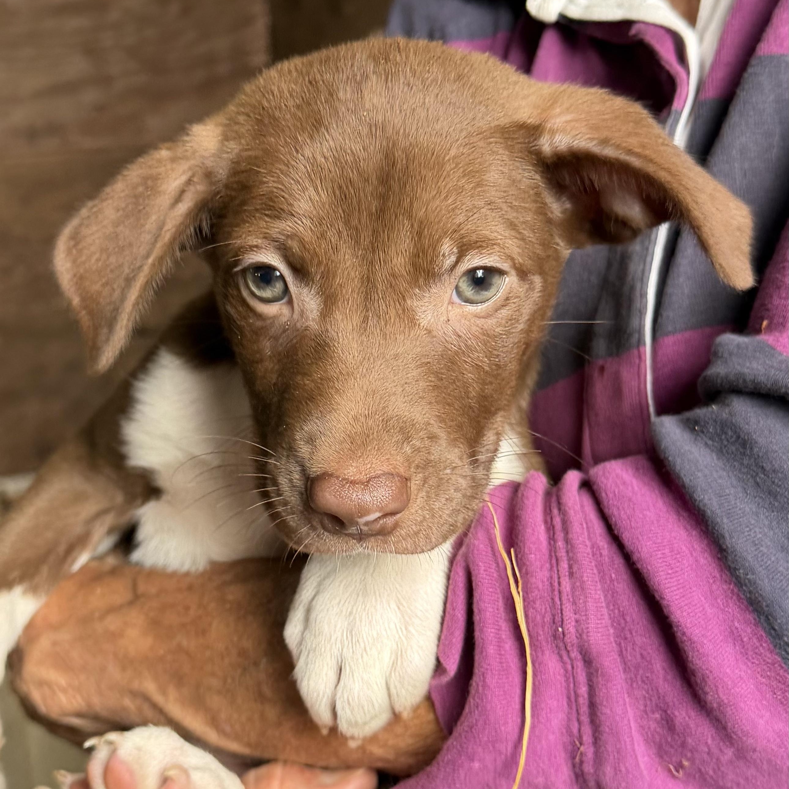 Puppies - 6, a ADOPTABLE mixed breed in Farmville, VA image 4/6