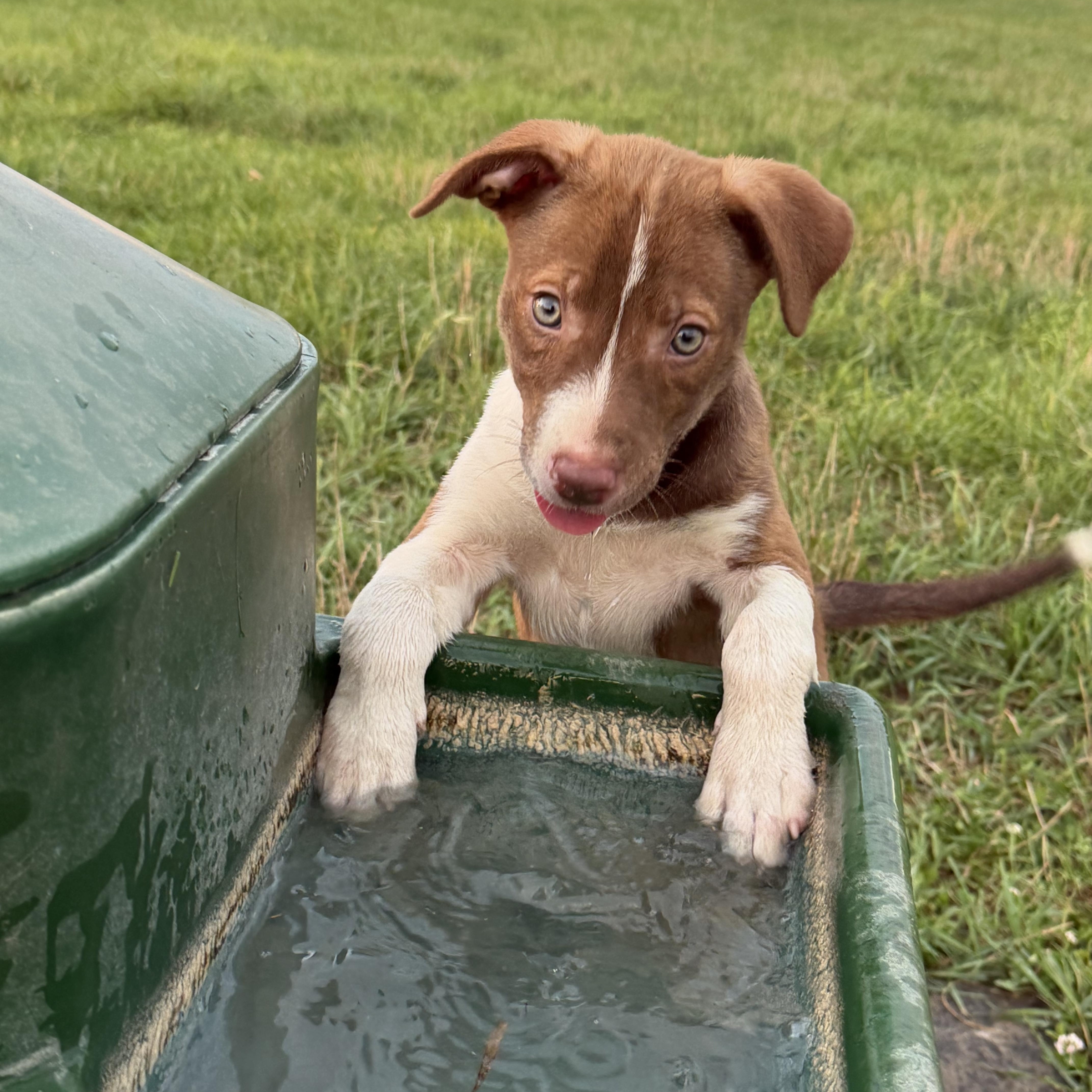 Puppies - 6, a ADOPTABLE mixed breed in Farmville, VA image 3/6