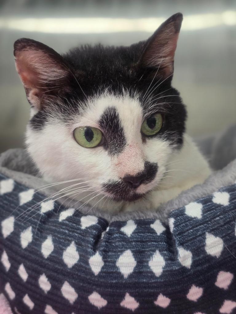 Lady in foster, Adoptable, Senior Female Domestic Short Hair.