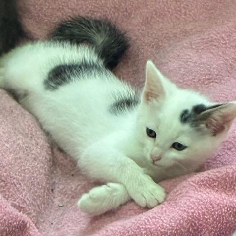 Polly, Adoptable, Kitten Female Domestic Short Hair.