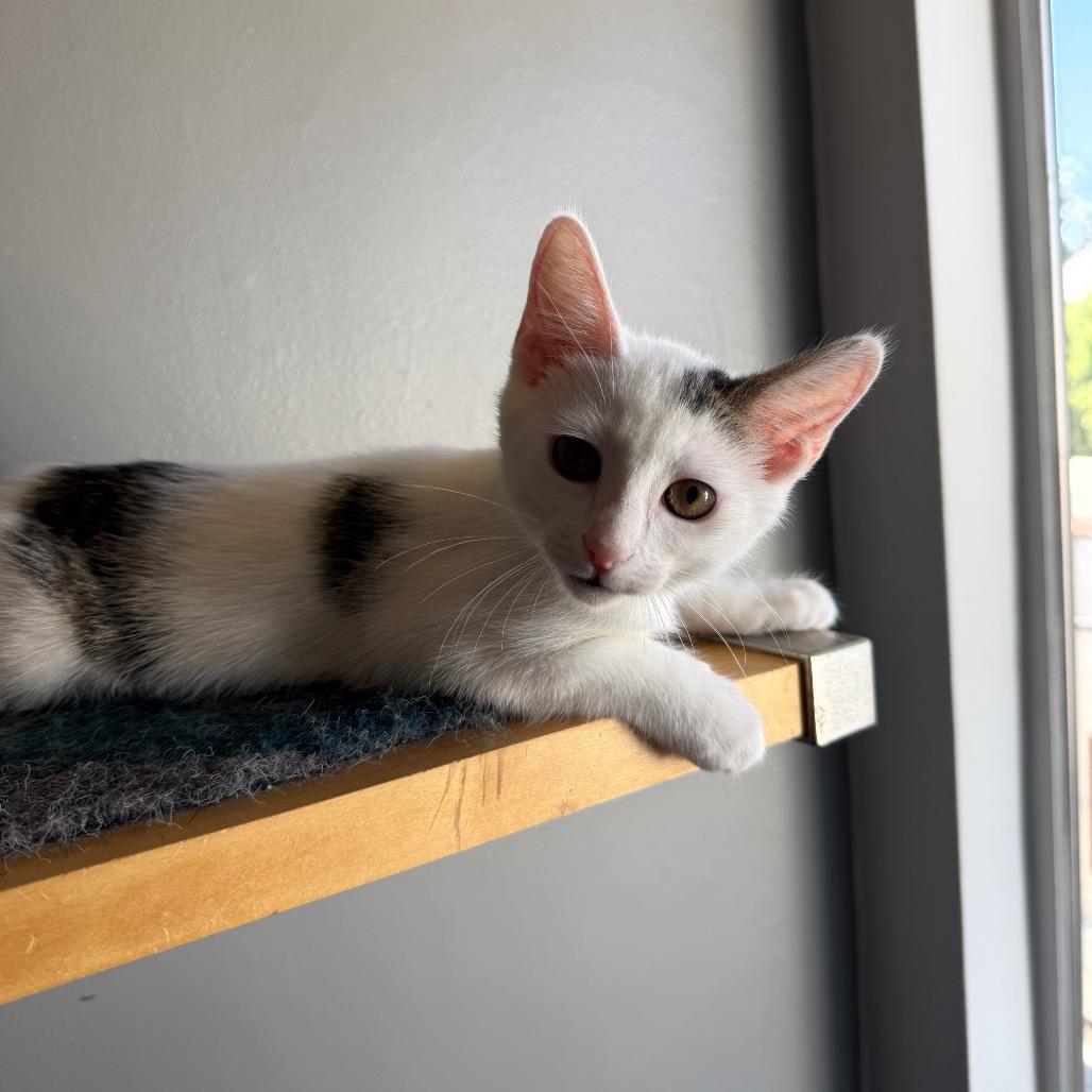 Polly, a Adoptable Domestic Short Hair in Los Angeles, CA image 2/5