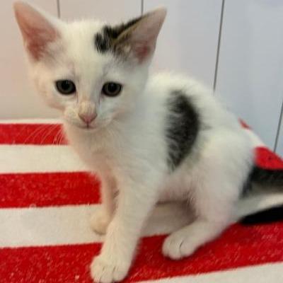 Polly, a Adoptable Domestic Short Hair in Los Angeles, CA image 2/4