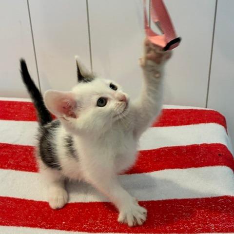 Polly, a Adoptable Domestic Short Hair in Los Angeles, CA image 3/4