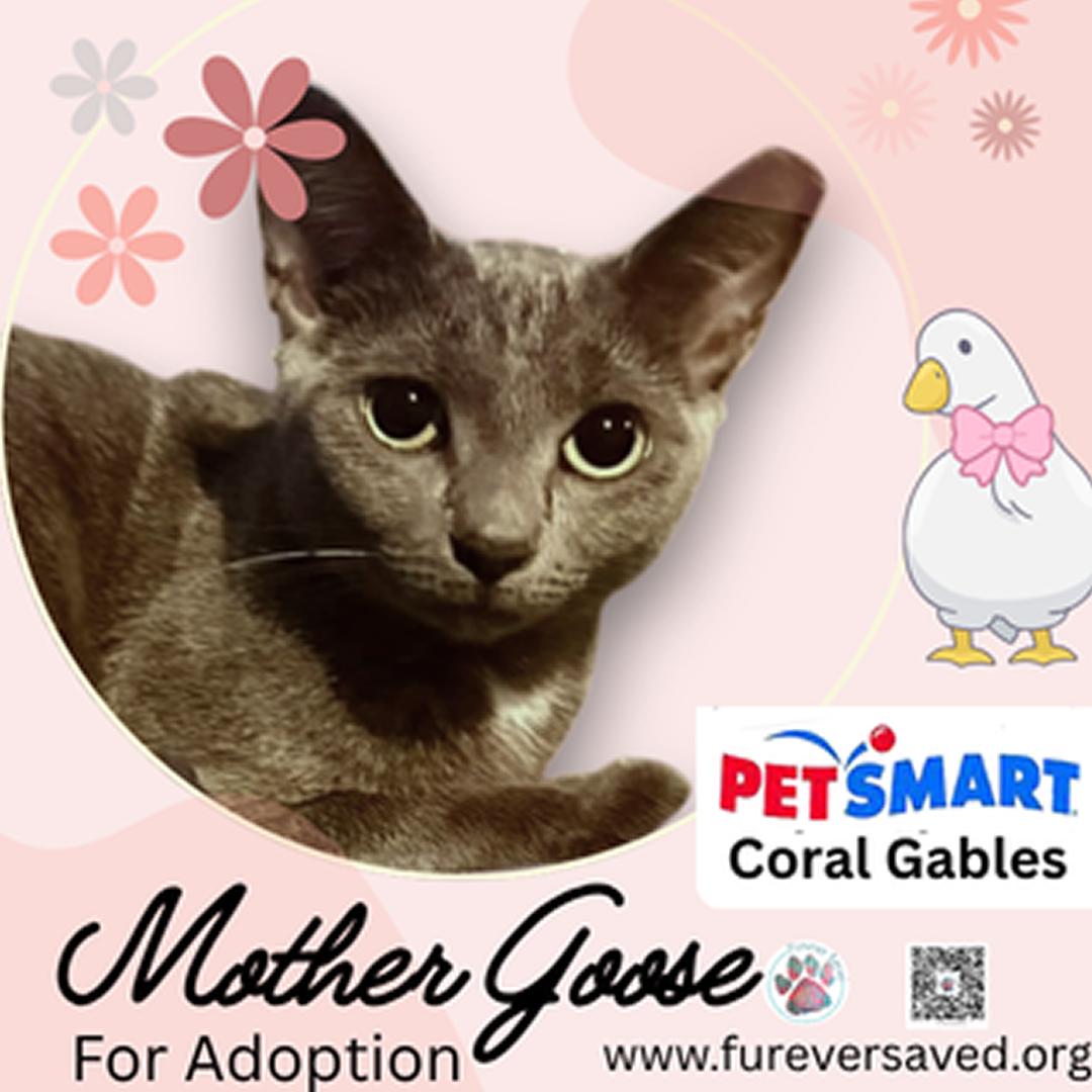 Mother Goose photo