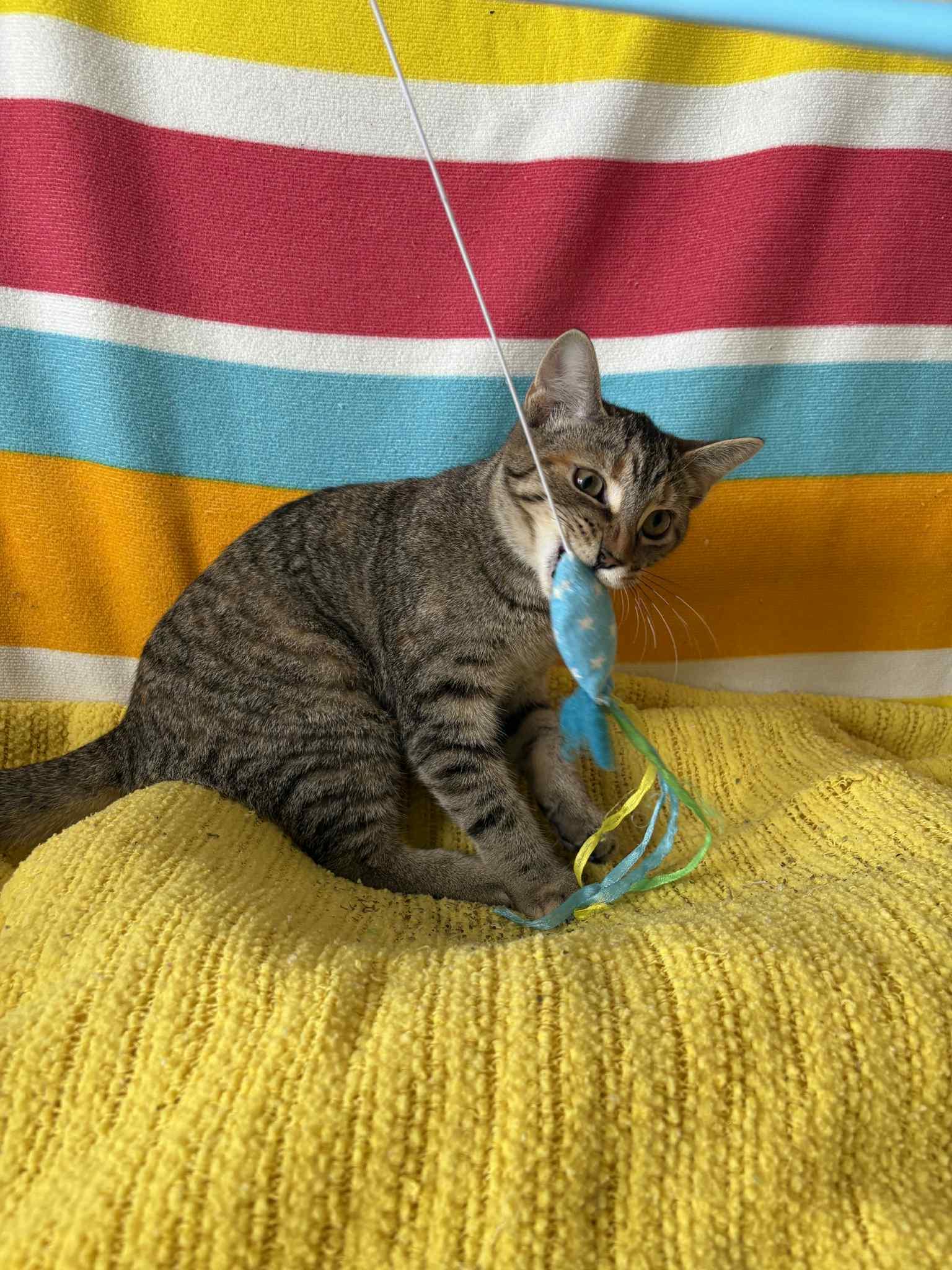 Livi, Adoptable, Young Female American Shorthair.