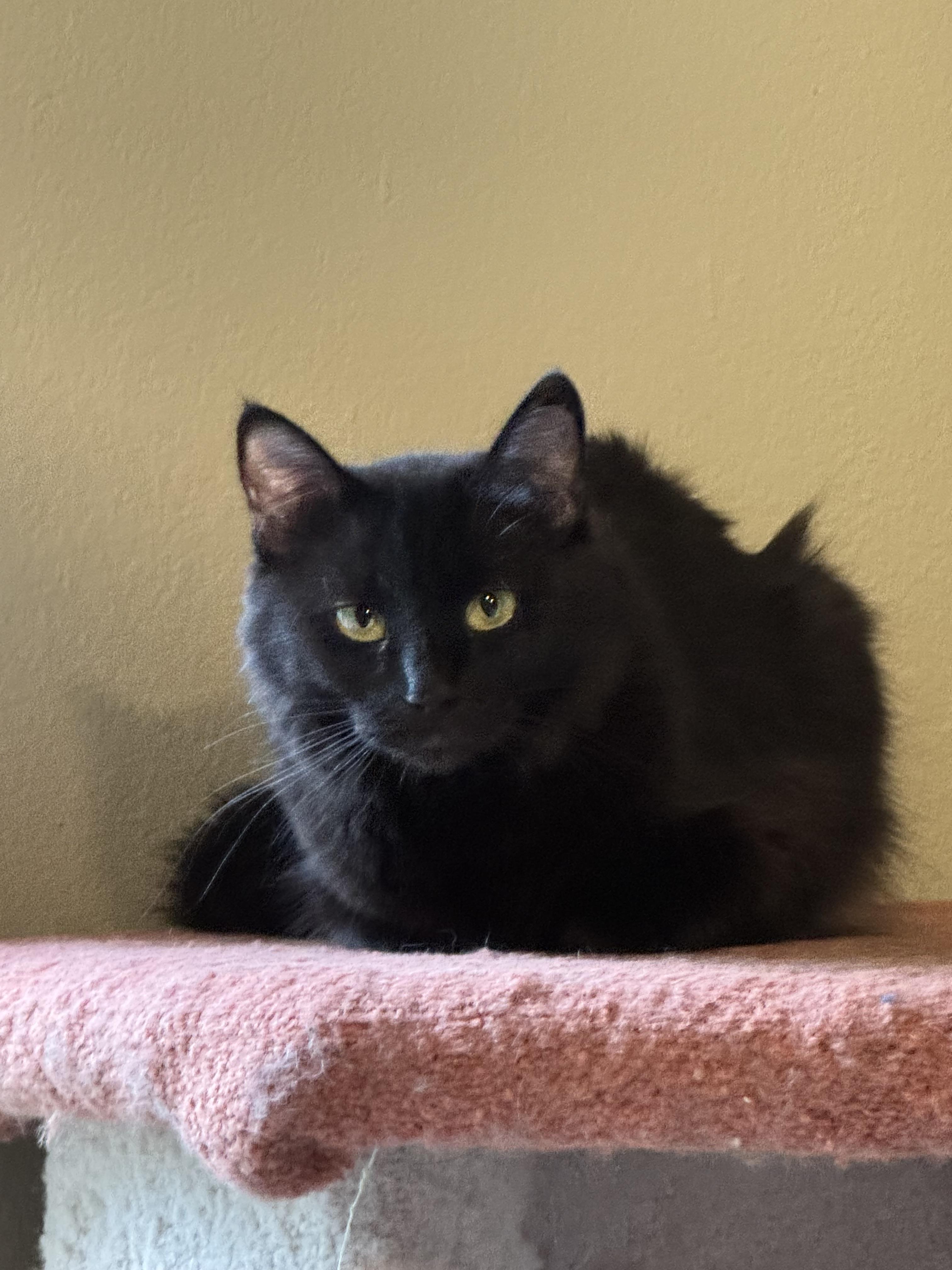 Jiggy, a Adoptable Domestic Medium Hair in Wasilla, AK image 1/4