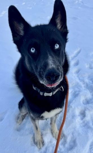 Ziggy, ADOPTABLE, Adult Male Husky.
