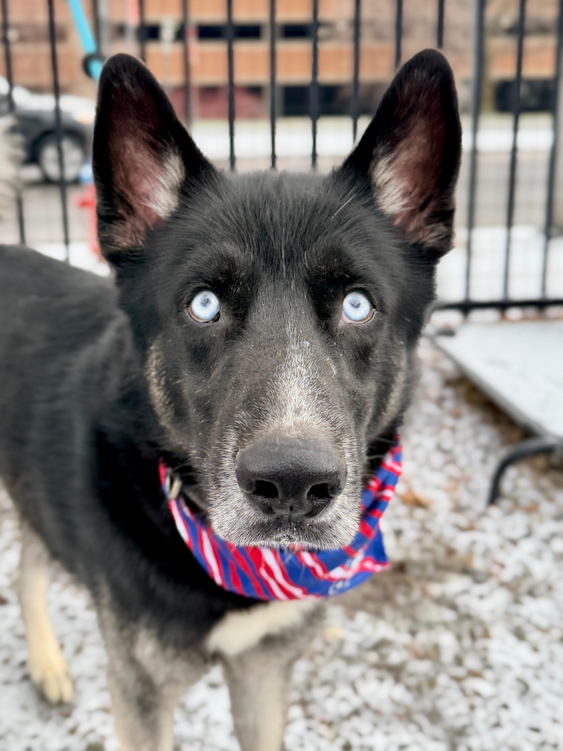 Ziggy, ADOPTABLE, Adult Male Husky.