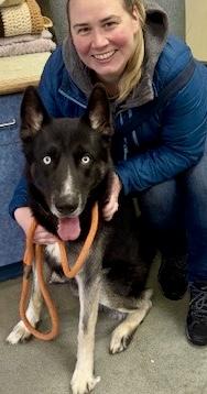 Enlarge Ziggy, a ADOPTABLE Husky in Buffalo, NY image 2/3
