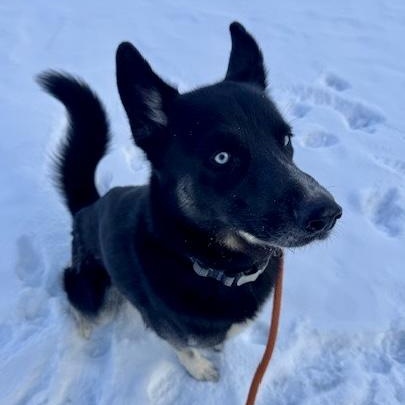 Enlarge Ziggy, a ADOPTABLE Husky in Buffalo, NY image 3/3