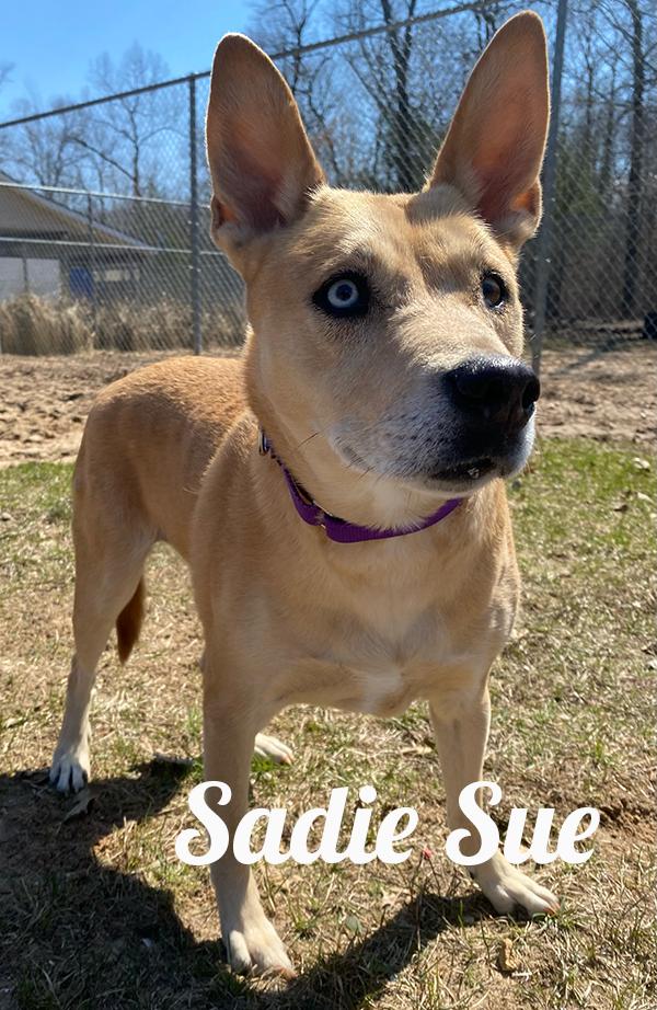 Enlarge Sadie Sue, an adopted Mixed Breed in Manistee, MI image 1/1