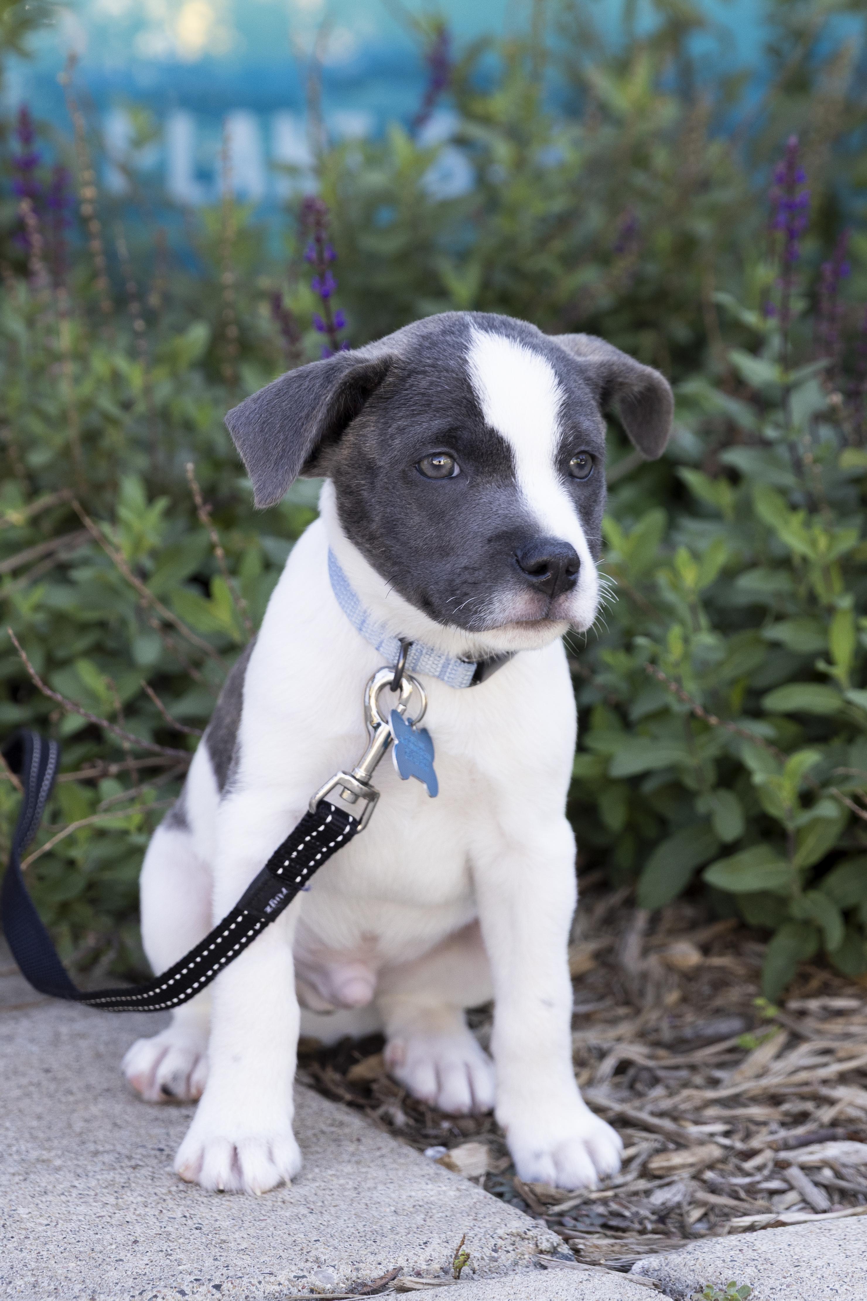 Enlarge Collin, a ADOPTABLE mixed breed in Minneapolis, MN image 2/6