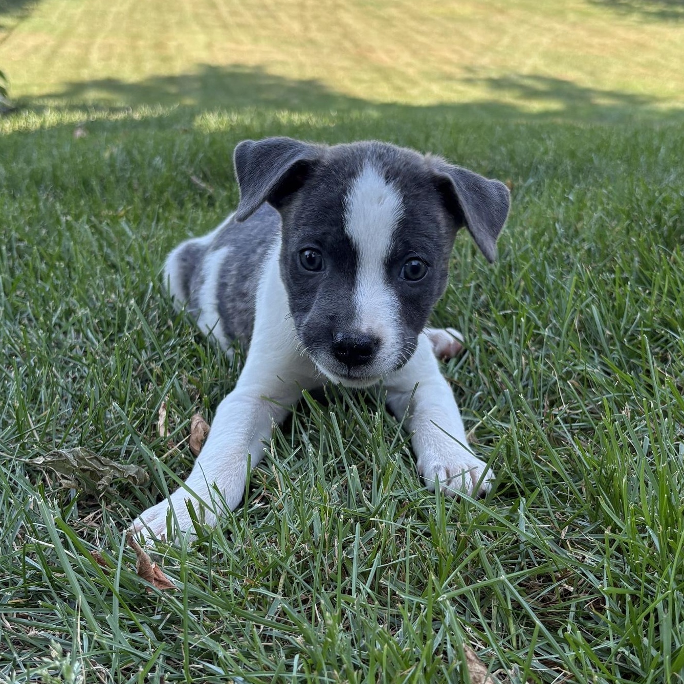 Enlarge Collin, a ADOPTABLE mixed breed in Minneapolis, MN image 4/6