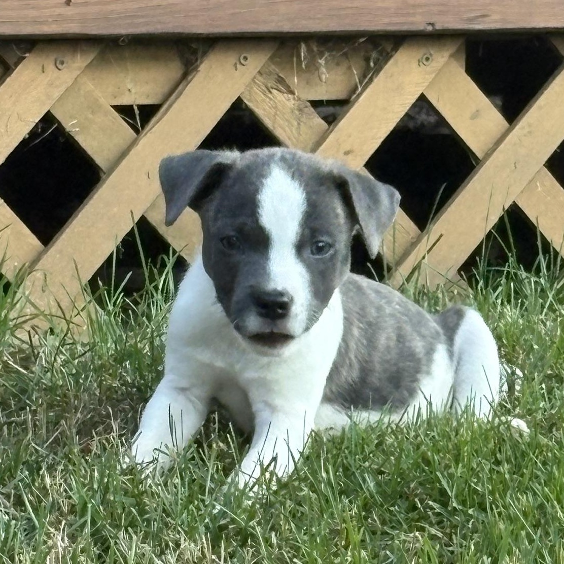 Enlarge Collin, a ADOPTABLE mixed breed in Minneapolis, MN image 3/6