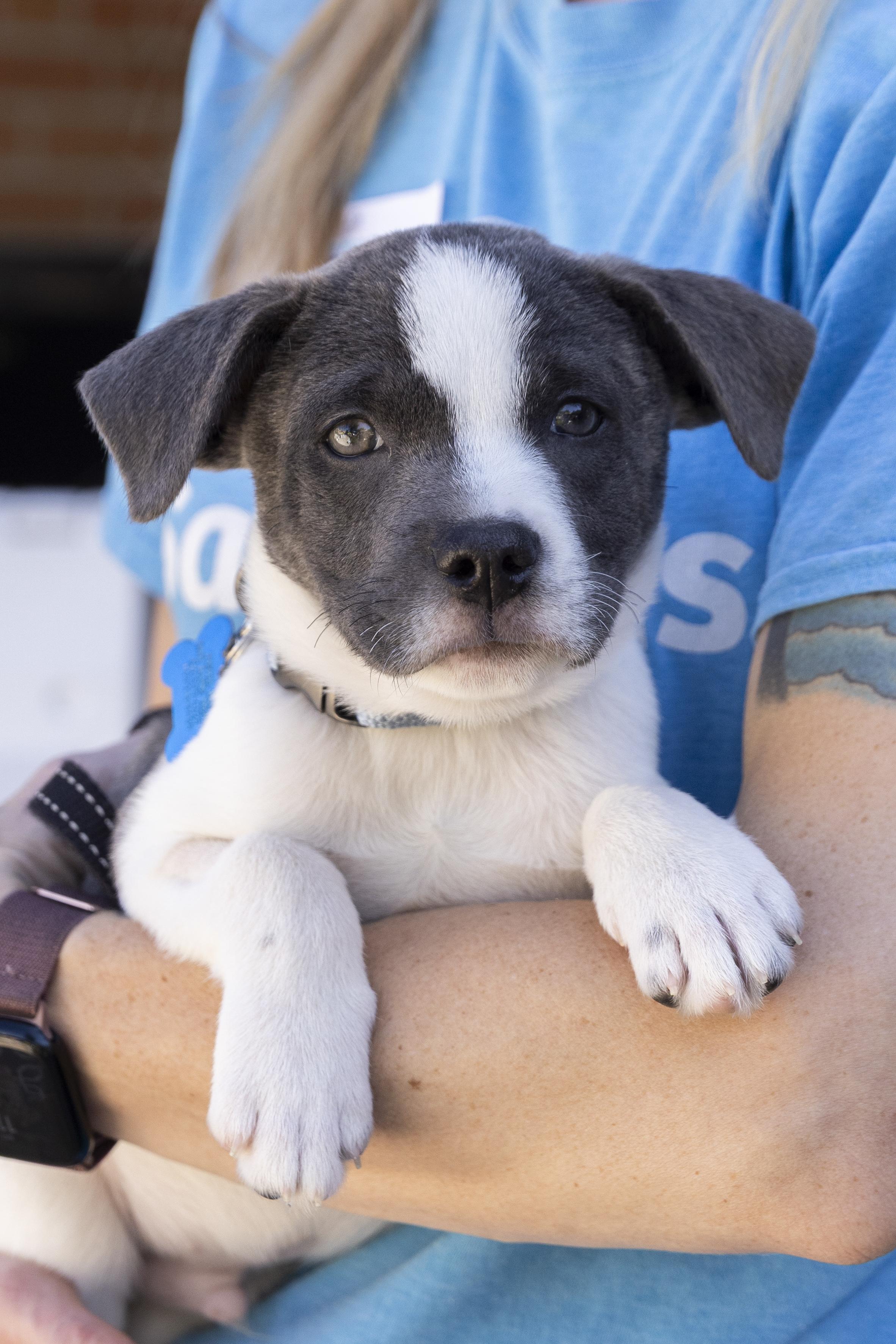 Collin, ADOPTABLE, Puppy Male Retriever & Terrier.