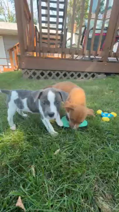 Enlarge Collin, a ADOPTABLE mixed breed in Minneapolis, MN video 5/6
