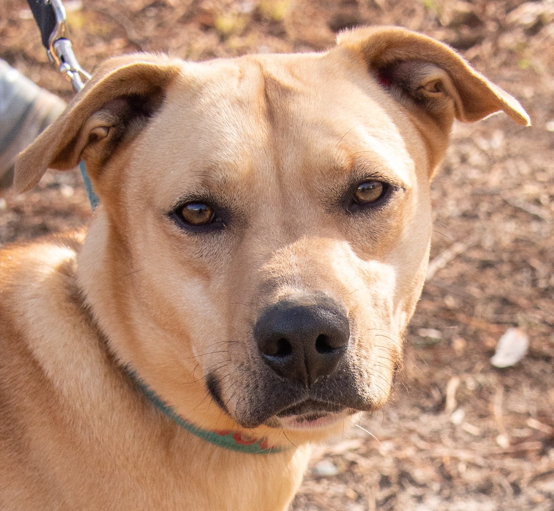 Roger , a Adoptable mixed breed in Midlothian, VA image 1/4