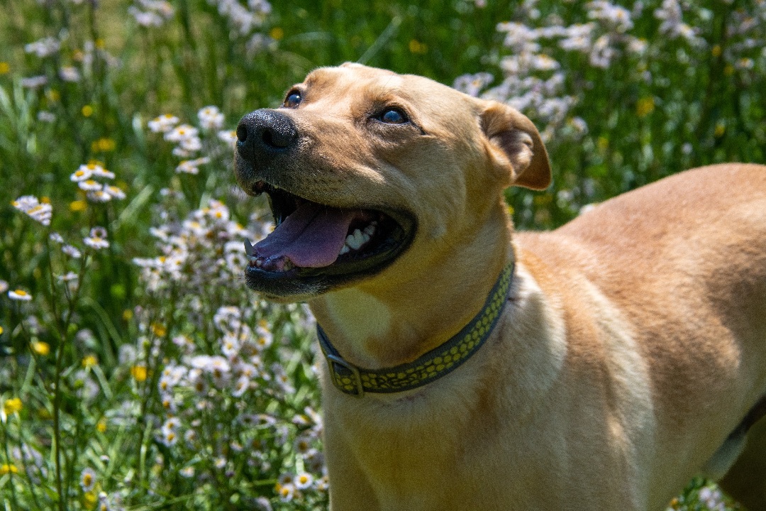 Roger , a Adoptable mixed breed in Midlothian, VA image 2/4