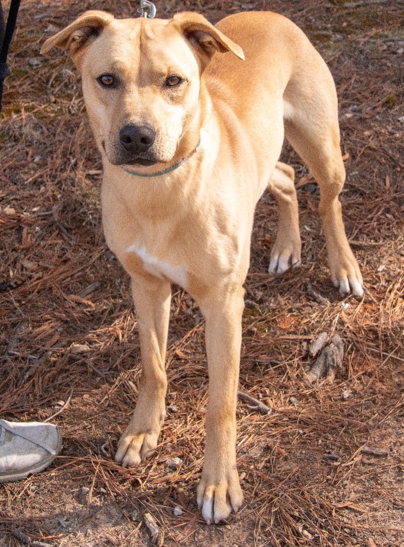 Roger , a Adoptable mixed breed in Midlothian, VA image 3/4
