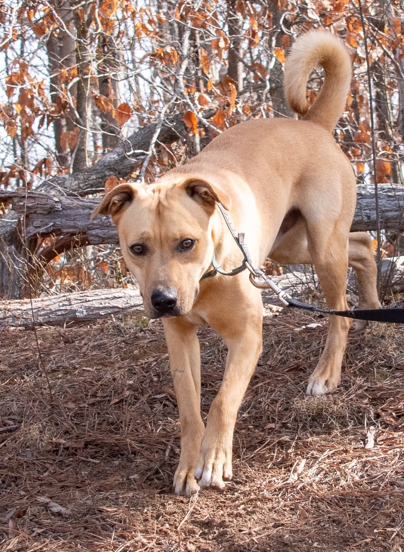 Roger , a Adoptable mixed breed in Midlothian, VA image 4/4