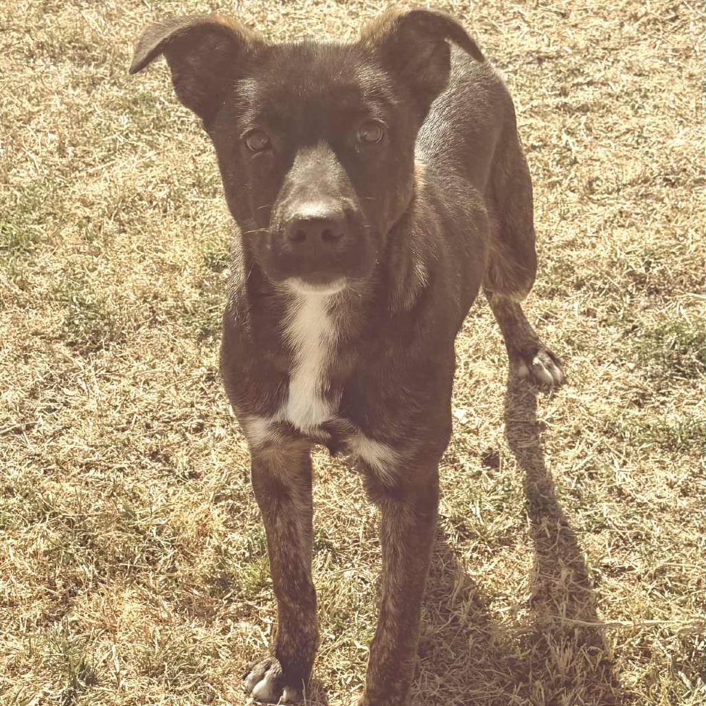 Enlarge Hobbes, a ADOPTABLE Mixed Breed in Graham, TX image 3/4