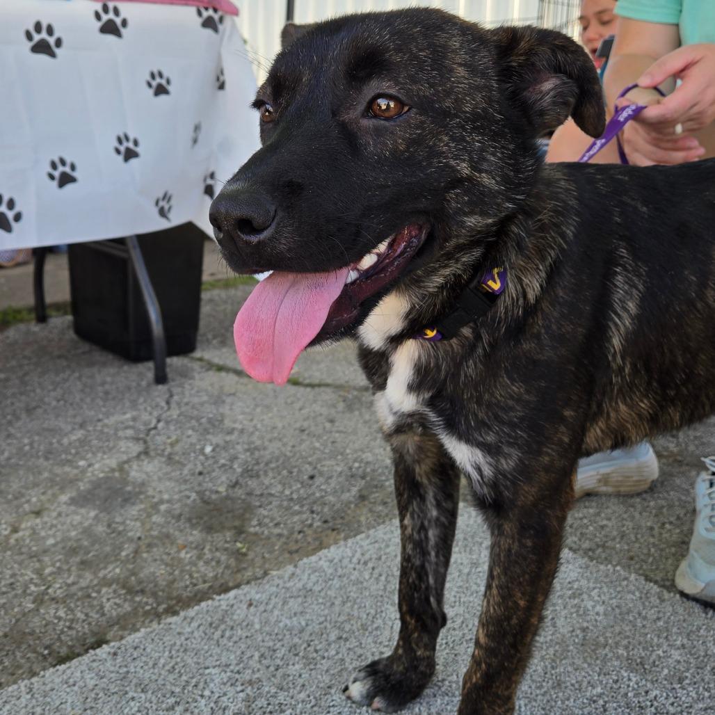 Enlarge Hobbes, a ADOPTABLE Mixed Breed in Graham, TX image 2/4
